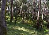 Eastern scrubland slope